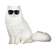 nine-cat